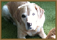 Testimonial 14 - Fudge