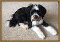 Testimonial 35 - Barney & Belle